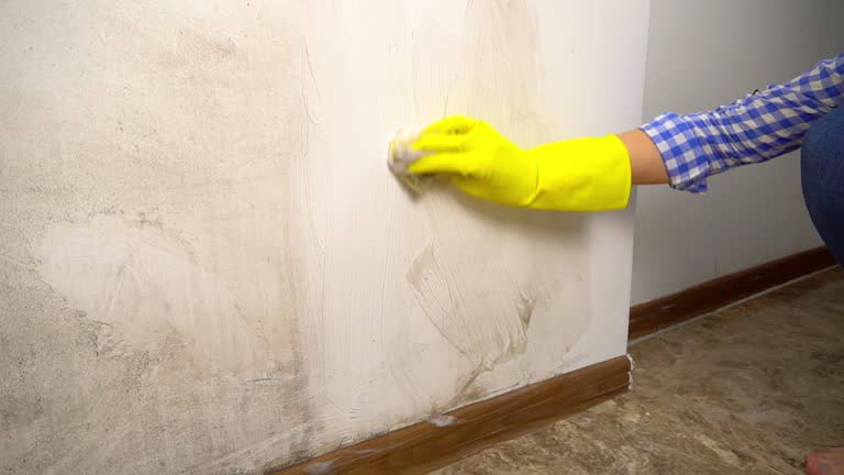 Best Mold Odor Removal Services  in East Orange, NJ