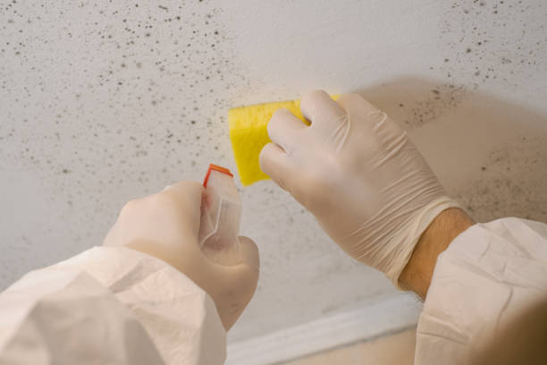 Best Residential Mold Inspection & Testing  in East Orange, NJ