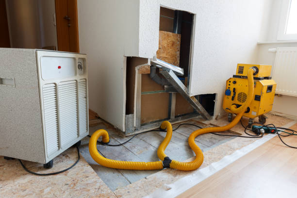 Professional Mold Removal in East Orange, NJ