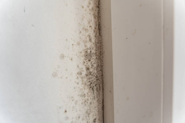 Best Mold Damage Restoration  in East Orange, NJ
