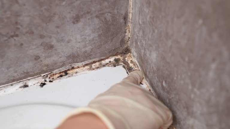 Environmental Consulting for Mold Prevention in East Orange, NJ